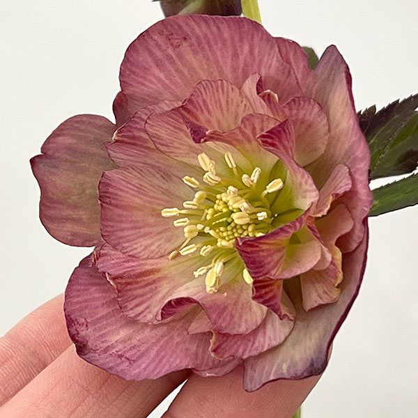 ●吉田園芸さんのクリスマスローズ：カメレオン26-02／4.5号ポット【現品販売】