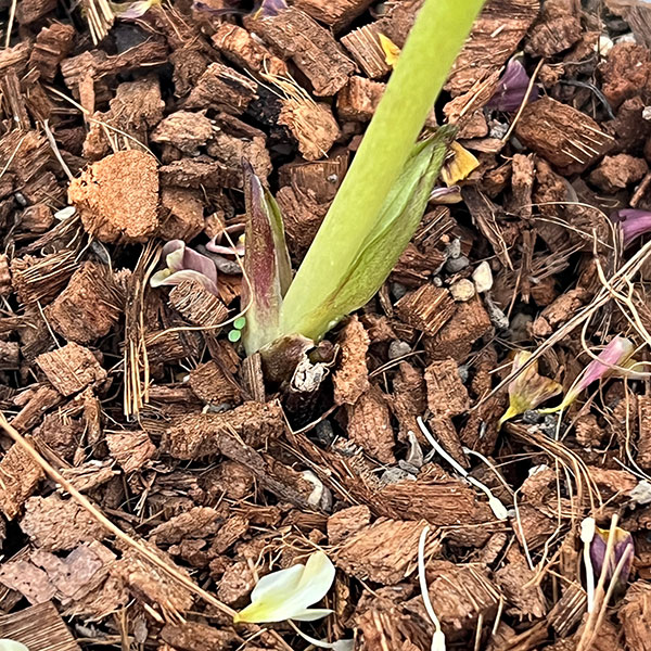 ●吉田園芸さんのクリスマスローズ：カメレオン26-02／4.5号ポット【現品販売】