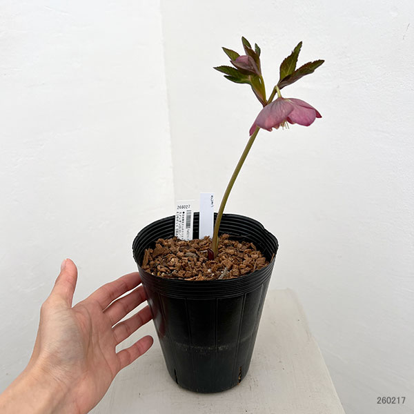 吉田園芸さんのクリスマスローズ：カメレオン26-03／4.5号ポット【現品販売】