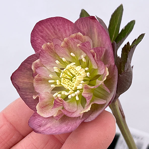 吉田園芸さんのクリスマスローズ：カメレオン26-03／4.5号ポット【現品販売】