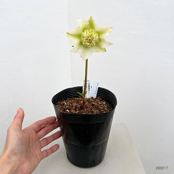 吉田園芸さんのクリスマスローズ：ヒデコートセミダブル26-01／4.5号ポット【現品販売】