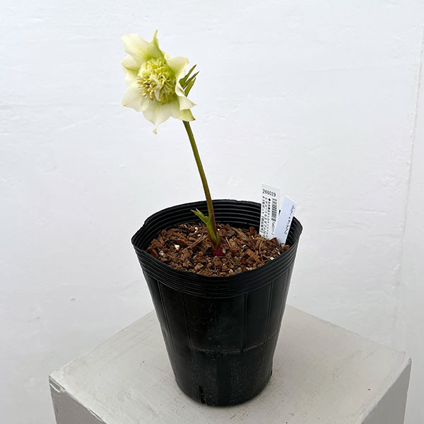 吉田園芸さんのクリスマスローズ：ヒデコートセミダブル26-01／4.5号ポット【現品販売】