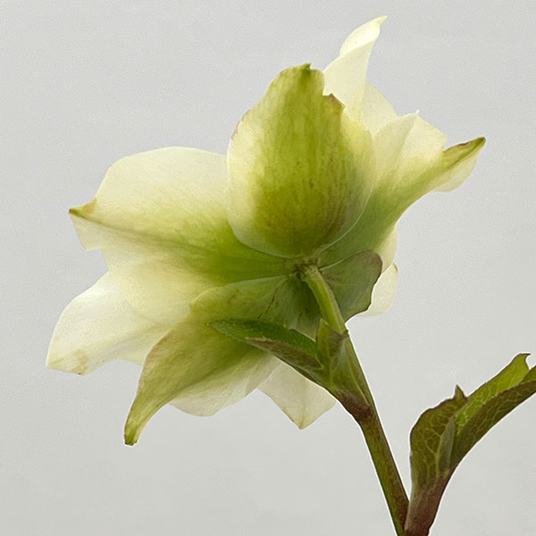 吉田園芸さんのクリスマスローズ：ヒデコートセミダブル26-01／4.5号ポット【現品販売】