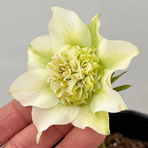 吉田園芸さんのクリスマスローズ：ヒデコートセミダブル26-01／4.5号ポット【現品販売】