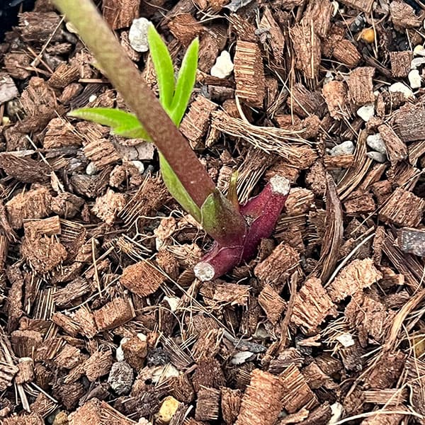 吉田園芸さんのクリスマスローズ：ヒデコートセミダブル26-01／4.5号ポット【現品販売】