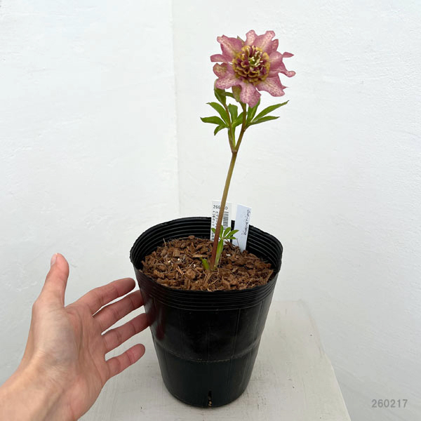 吉田園芸さんのクリスマスローズ：ヒデコートセミダブル26-02／4.5号ポット【現品販売】