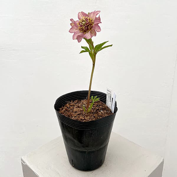 吉田園芸さんのクリスマスローズ：ヒデコートセミダブル26-02／4.5号ポット【現品販売】