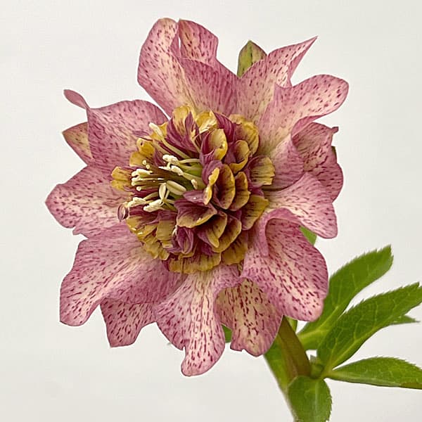 吉田園芸さんのクリスマスローズ：ヒデコートセミダブル26-02／4.5号ポット【現品販売】