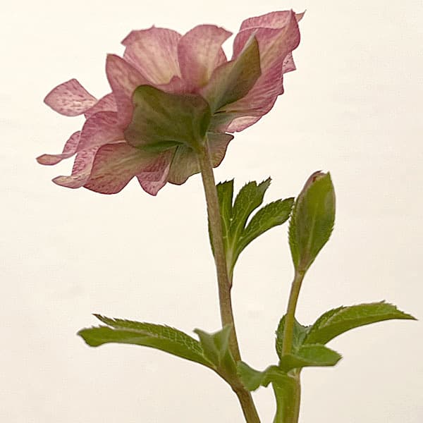 吉田園芸さんのクリスマスローズ：ヒデコートセミダブル26-02／4.5号ポット【現品販売】