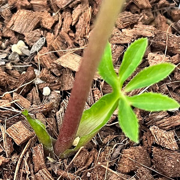 吉田園芸さんのクリスマスローズ：ヒデコートセミダブル26-02／4.5号ポット【現品販売】