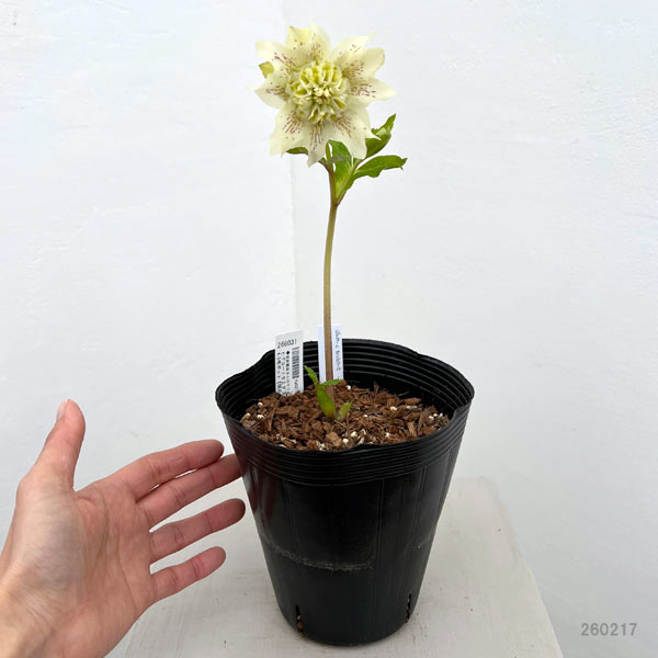 吉田園芸さんのクリスマスローズ：ヒデコートセミダブル26-03／4.5号ポット【現品販売】