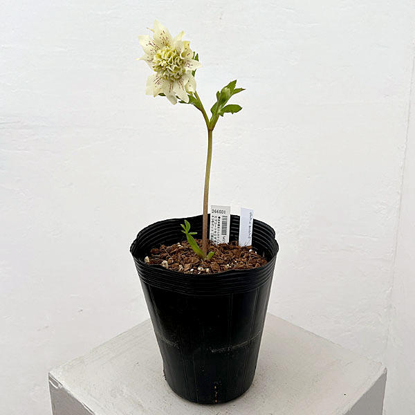 吉田園芸さんのクリスマスローズ：ヒデコートセミダブル26-03／4.5号ポット【現品販売】