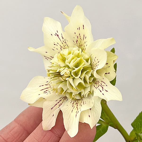 吉田園芸さんのクリスマスローズ：ヒデコートセミダブル26-03／4.5号ポット【現品販売】