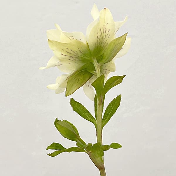 吉田園芸さんのクリスマスローズ：ヒデコートセミダブル26-03／4.5号ポット【現品販売】