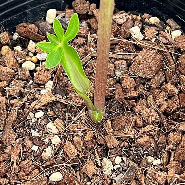 吉田園芸さんのクリスマスローズ：ヒデコートセミダブル26-03／4.5号ポット【現品販売】