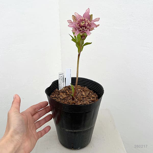 吉田園芸さんのクリスマスローズ：ヒデコートセミダブル26-04／4.5号ポット【現品販売】