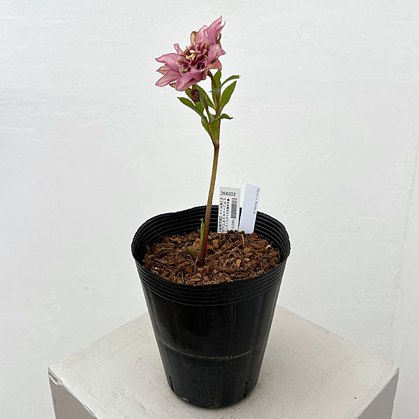 吉田園芸さんのクリスマスローズ：ヒデコートセミダブル26-04／4.5号ポット【現品販売】