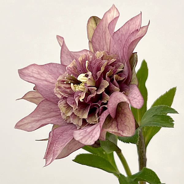 吉田園芸さんのクリスマスローズ：ヒデコートセミダブル26-04／4.5号ポット【現品販売】