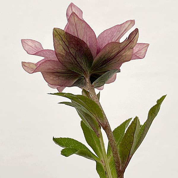 吉田園芸さんのクリスマスローズ：ヒデコートセミダブル26-04／4.5号ポット【現品販売】