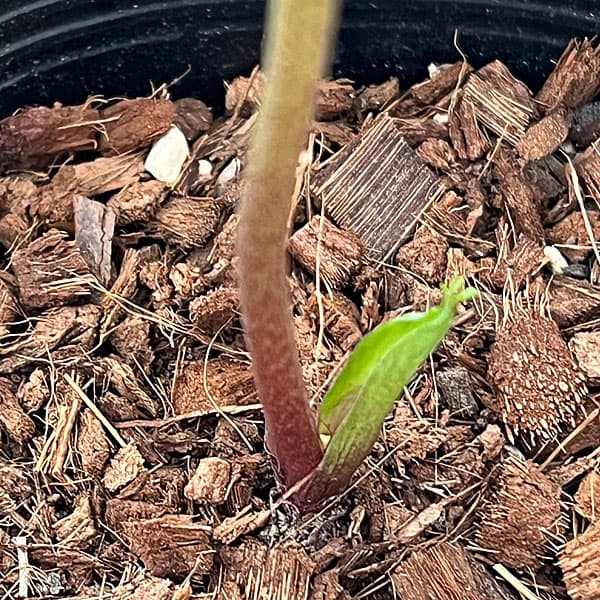 吉田園芸さんのクリスマスローズ：ヒデコートセミダブル26-04／4.5号ポット【現品販売】