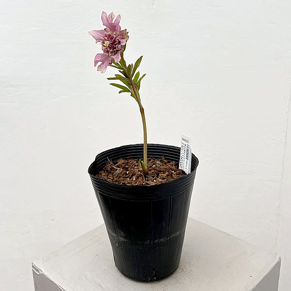 吉田園芸さんのクリスマスローズ：ヒデコートセミダブル26-05／4.5号ポット【現品販売】