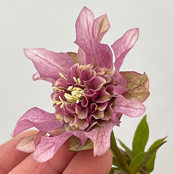 吉田園芸さんのクリスマスローズ：ヒデコートセミダブル26-05／4.5号ポット【現品販売】