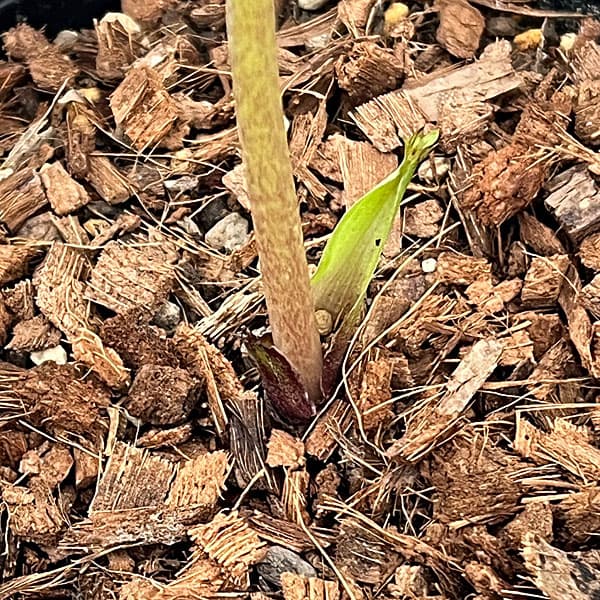 吉田園芸さんのクリスマスローズ：ヒデコートセミダブル26-05／4.5号ポット【現品販売】