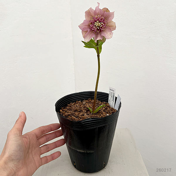 吉田園芸さんのクリスマスローズ：ヒデコートセミダブル26-06／4.5号ポット【現品販売】