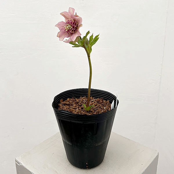 吉田園芸さんのクリスマスローズ：ヒデコートセミダブル26-06／4.5号ポット【現品販売】