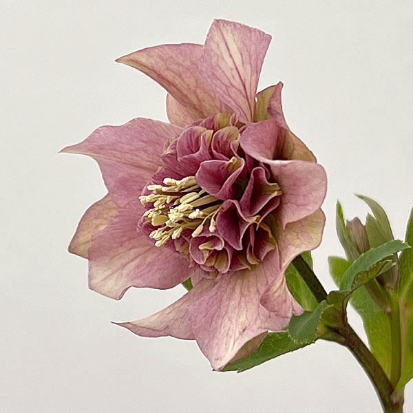 吉田園芸さんのクリスマスローズ：ヒデコートセミダブル26-06／4.5号ポット【現品販売】