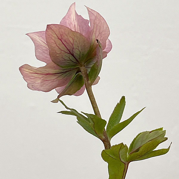 吉田園芸さんのクリスマスローズ：ヒデコートセミダブル26-06／4.5号ポット【現品販売】