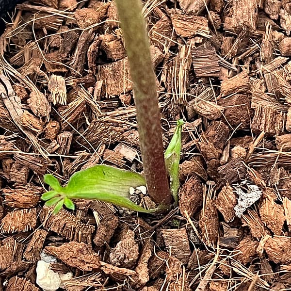 吉田園芸さんのクリスマスローズ：ヒデコートセミダブル26-06／4.5号ポット【現品販売】