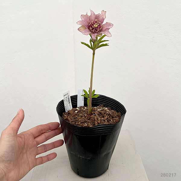 吉田園芸さんのクリスマスローズ：ヒデコートセミダブル26-07／4.5号ポット【現品販売】