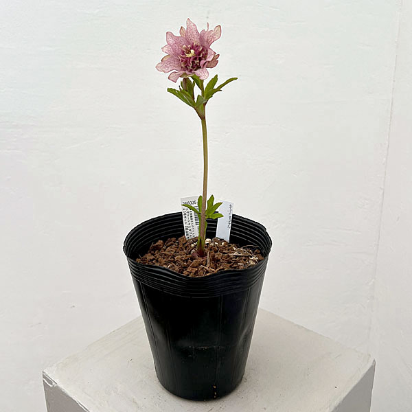 吉田園芸さんのクリスマスローズ：ヒデコートセミダブル26-07／4.5号ポット【現品販売】