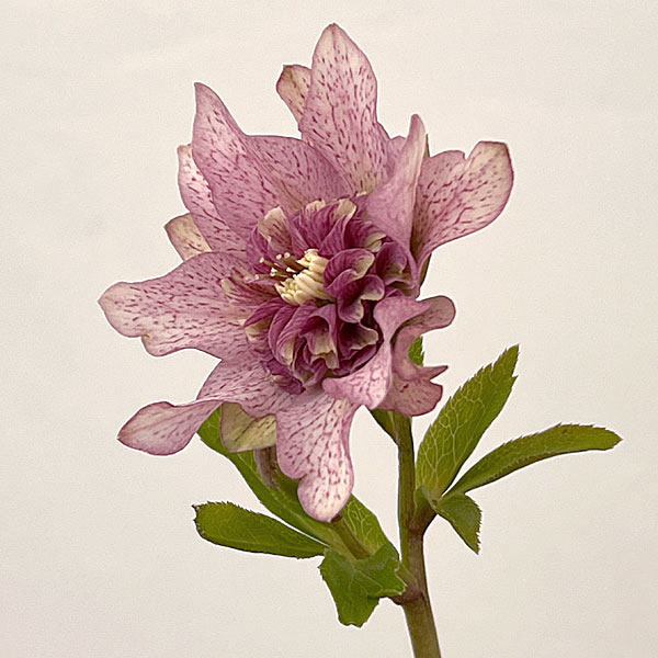 吉田園芸さんのクリスマスローズ：ヒデコートセミダブル26-07／4.5号ポット【現品販売】