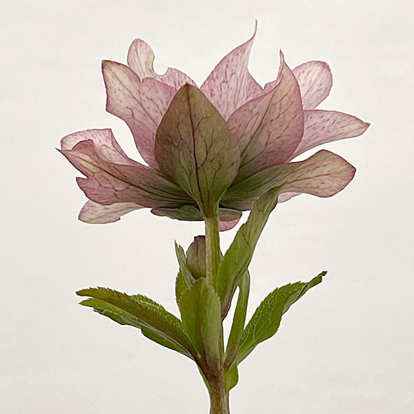 吉田園芸さんのクリスマスローズ：ヒデコートセミダブル26-07／4.5号ポット【現品販売】