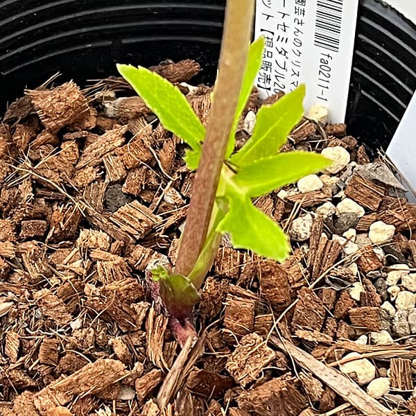 吉田園芸さんのクリスマスローズ：ヒデコートセミダブル26-07／4.5号ポット【現品販売】