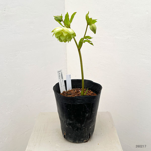 吉田園芸さんのクリスマスローズ：ピエラ26-05／4.5号ポット【現品販売】