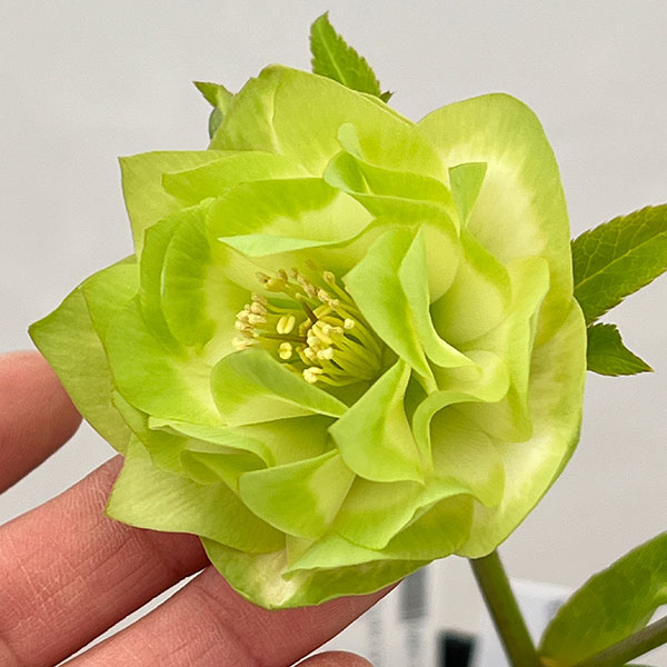 吉田園芸さんのクリスマスローズ：ピエラ26-05／4.5号ポット【現品販売】