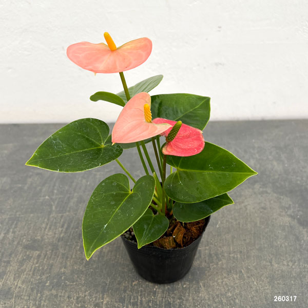 アンスリウム：リバピンクミニ（淡桃）3号ポット