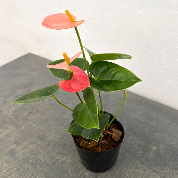 アンスリウム：リバピンクミニ（淡桃）3号ポット