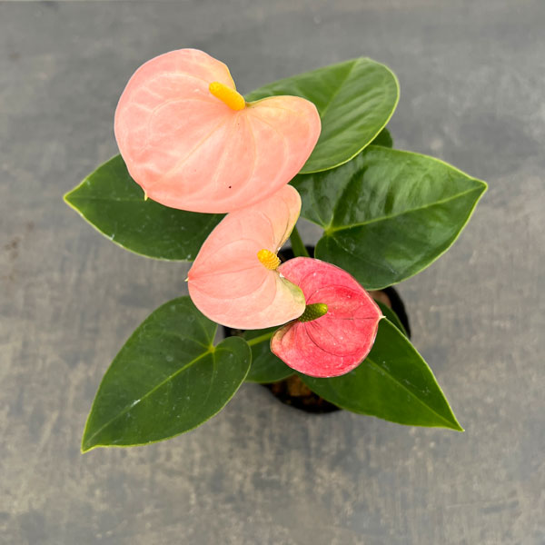 アンスリウム：リバピンクミニ（淡桃）3号ポット