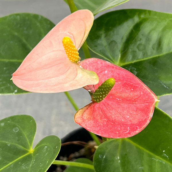 アンスリウム：リバピンクミニ（淡桃）3号ポット