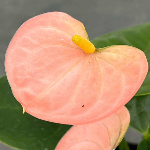 アンスリウム：リバピンクミニ（淡桃）3号ポット