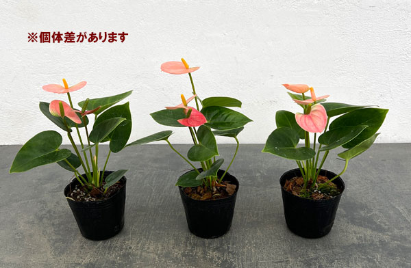 アンスリウム：リバピンクミニ（淡桃）3号ポット