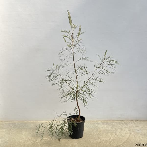 グレビレア：ムーンライト7号鉢植え