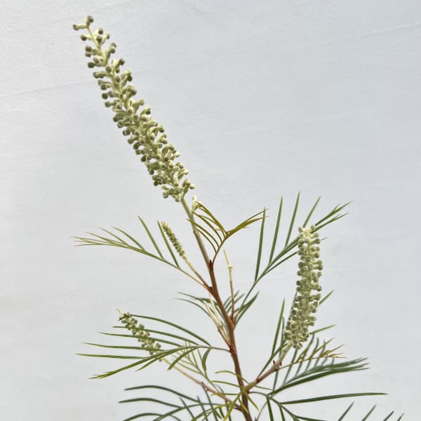 グレビレア：ムーンライト7号鉢植え