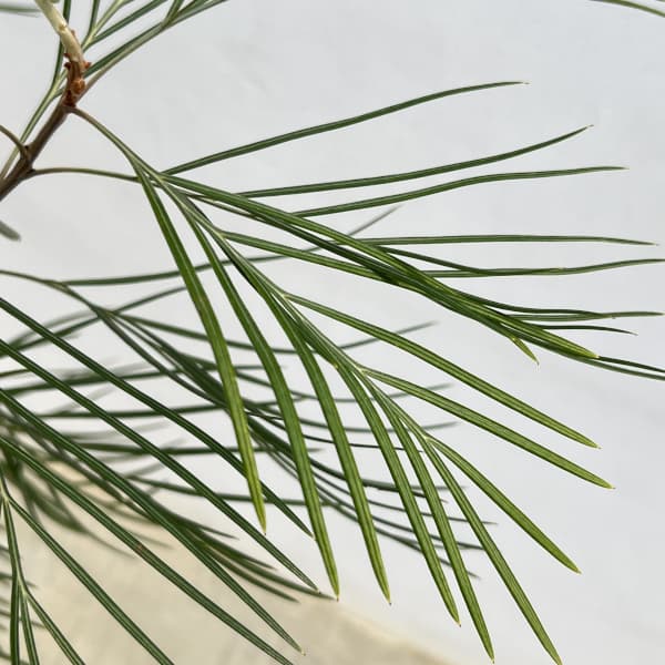 グレビレア：ムーンライト7号鉢植え