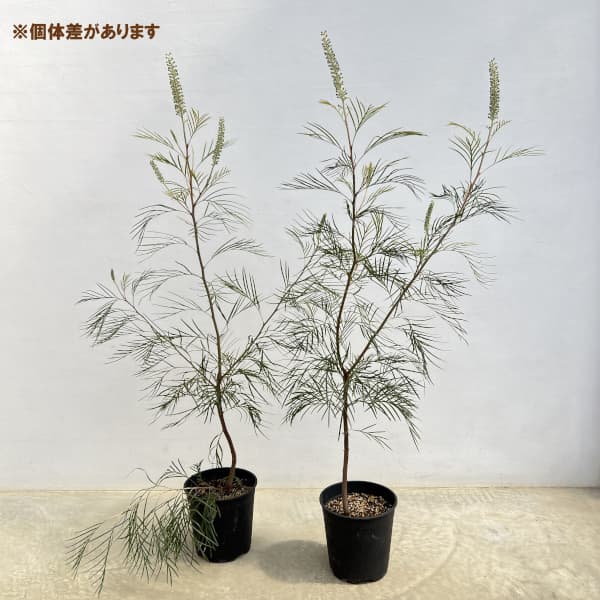 グレビレア：ムーンライト7号鉢植え