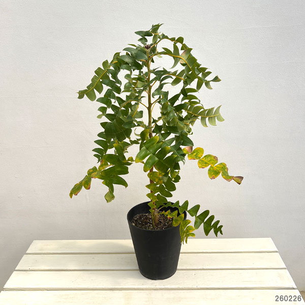 バンクシア：グランディス6号鉢植え